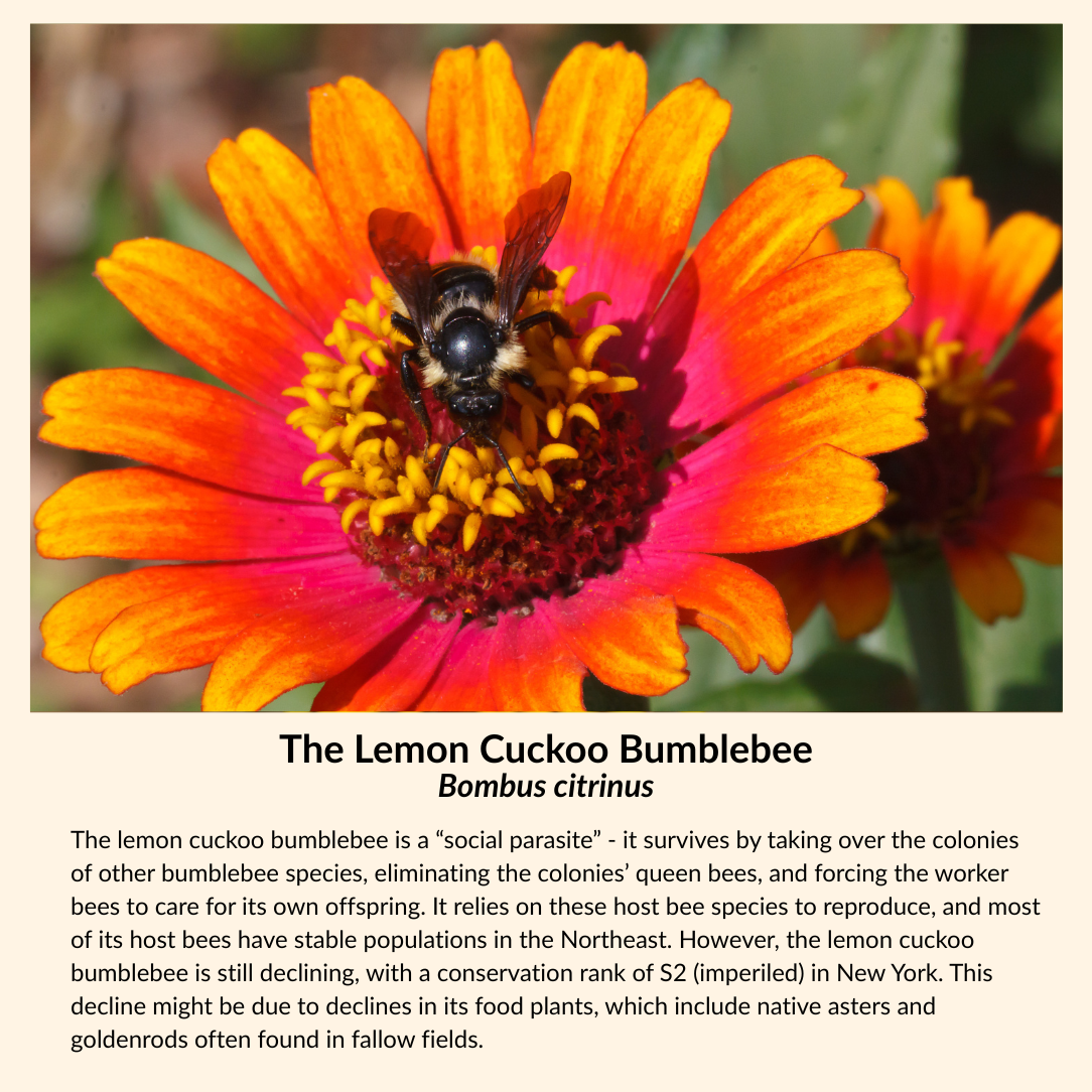 Purplestem Aster - PollinateHV Local Ecotype