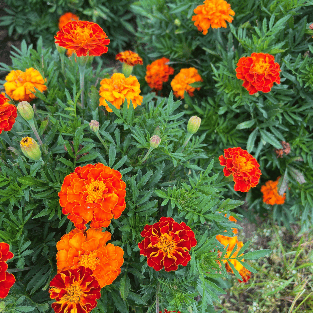 Red Cherry Marigold