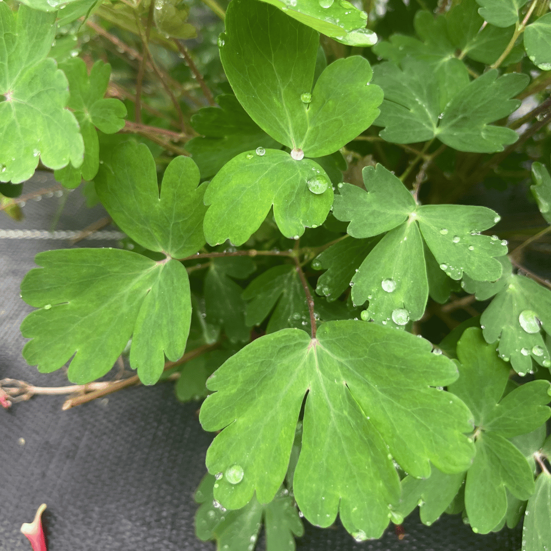 Red Columbine - PollinateHV Local Ecotype
