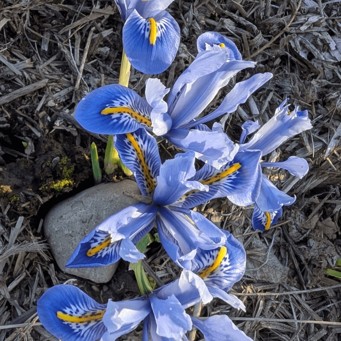 Rock Iris reticulata &