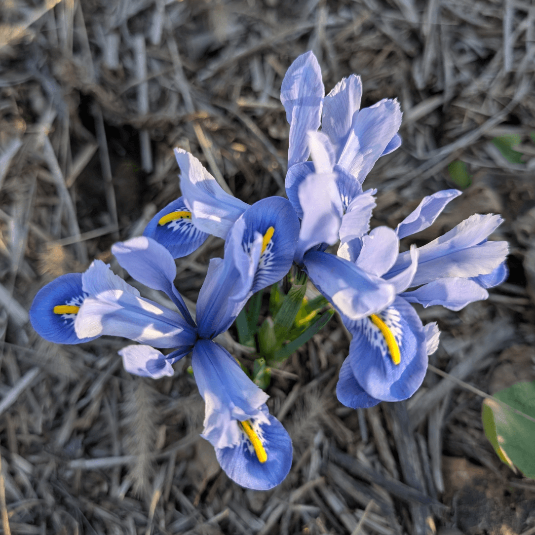 Rock Iris reticulata &