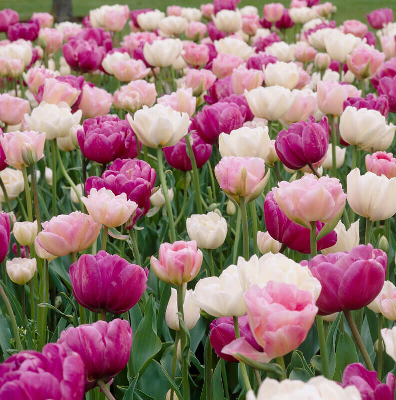 Tulip Double &