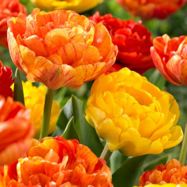 Tulip Double &