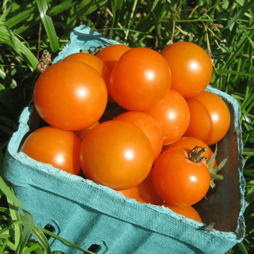 Sungold Cherry Tomato Seedlings
