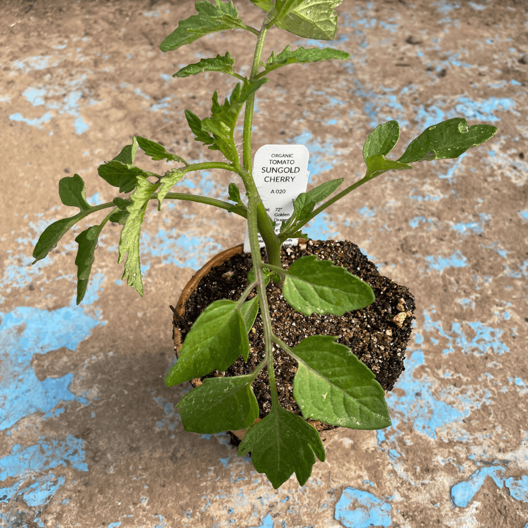 Sungold Cherry Tomato Seedlings
