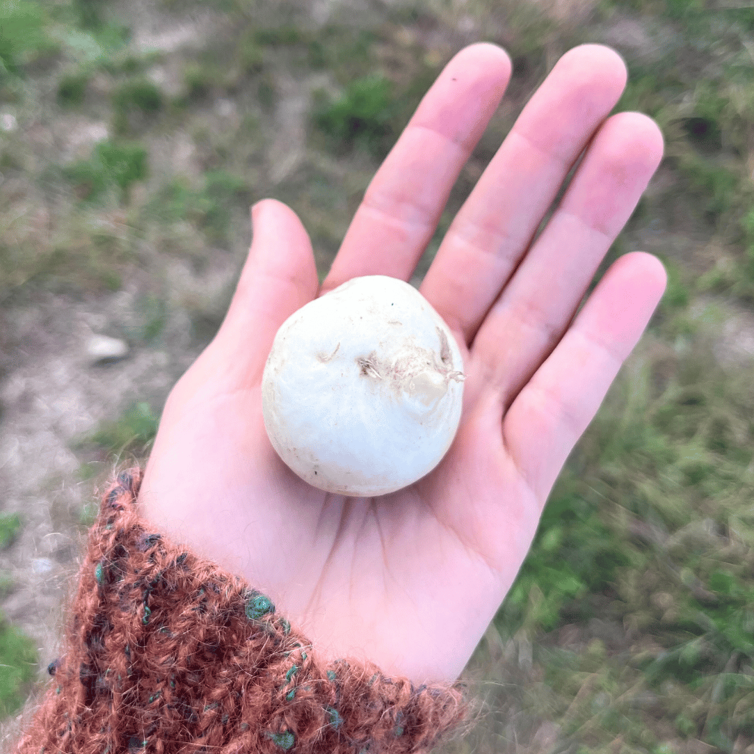 Tennouji Kabura Turnip