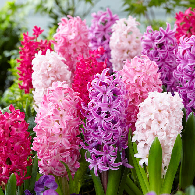 Hyacinthus Orientalis &