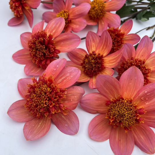 Totally Tangerine Dahlia Tuber