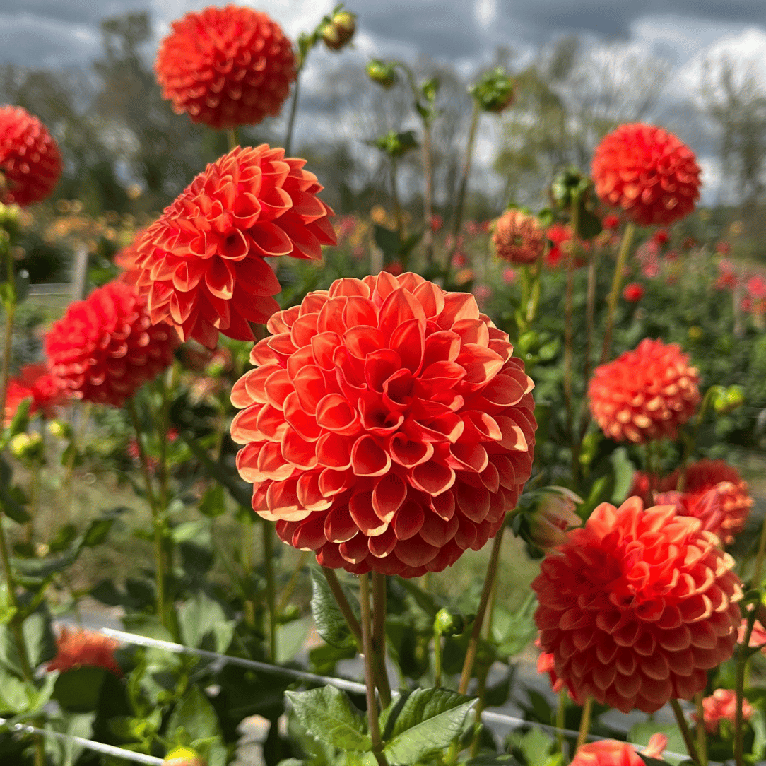 Valley Rust Bucket Dahlia Tuber