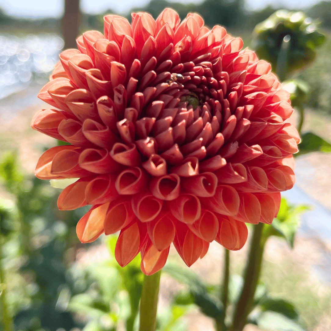 Valley Rust Bucket Dahlia Tuber