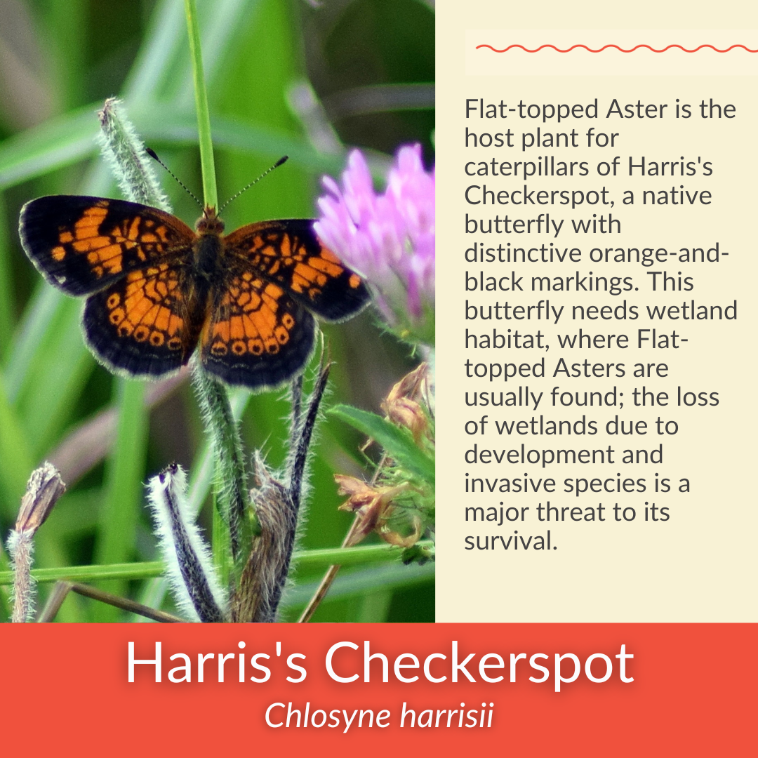 Flat-Topped Aster - PollinateHV Local Ecotype