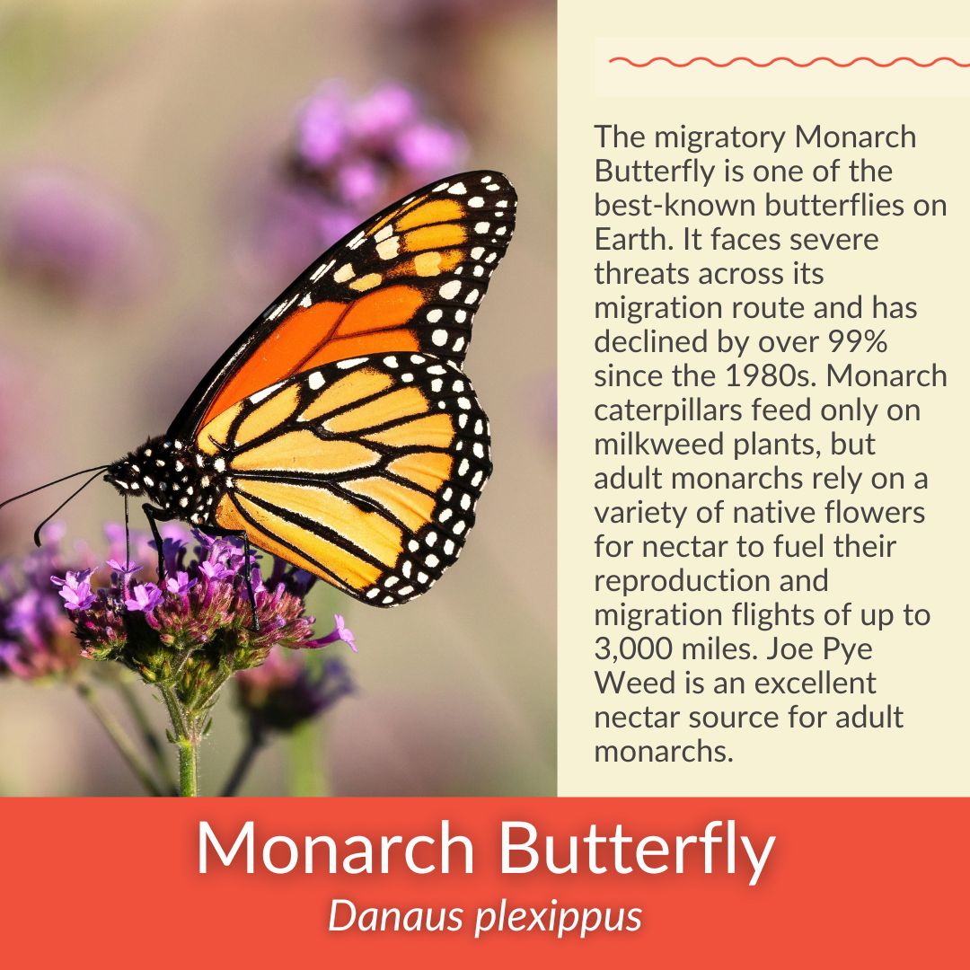 Spotted Joe Pye Weed - PollinateHV Local Ecotype