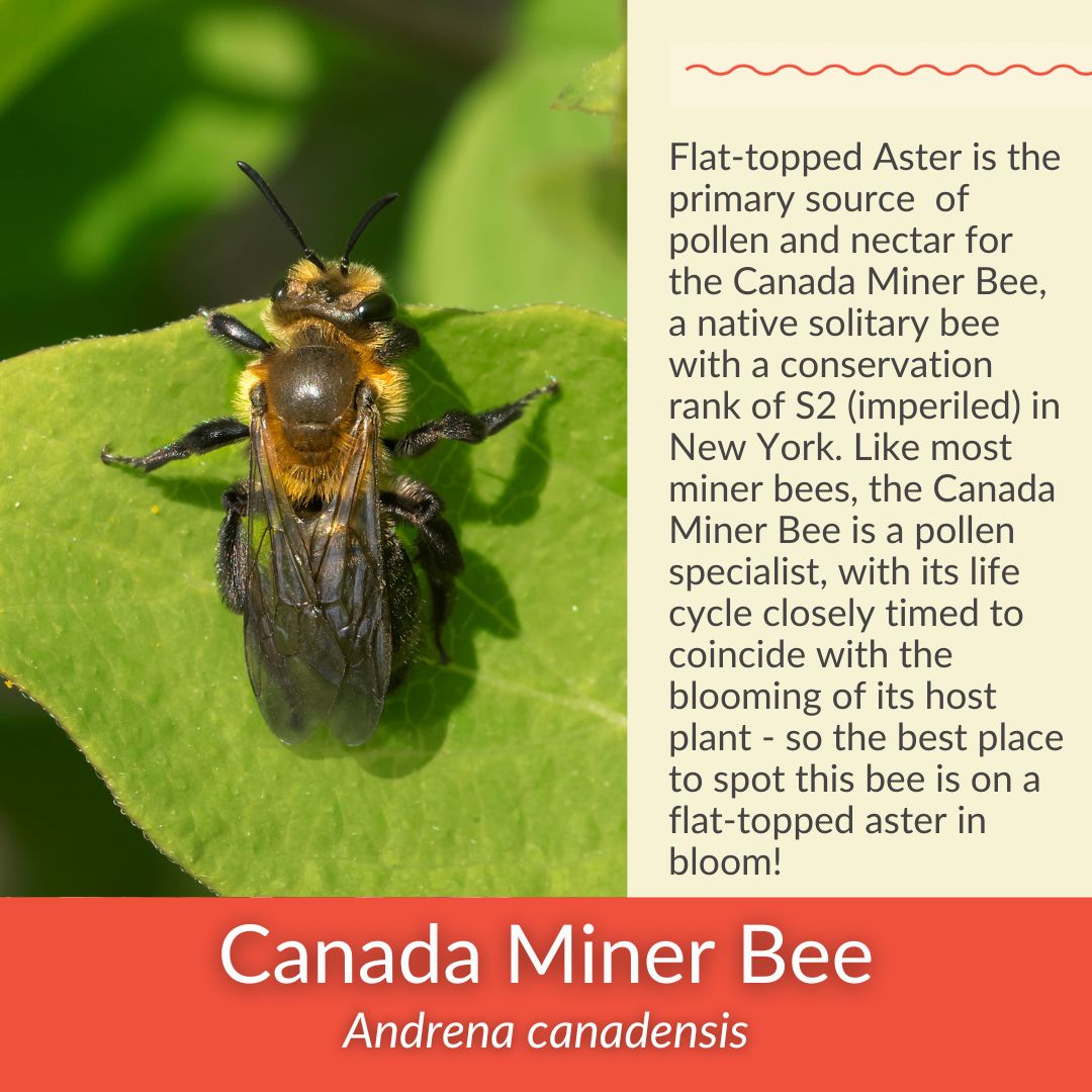 Flat-Topped Aster - PollinateHV Local Ecotype