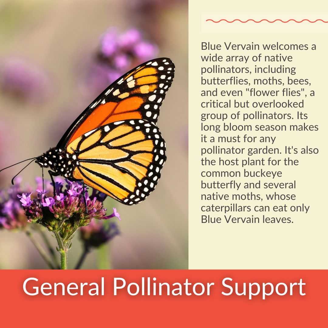 Blue Vervain - PollinateHV Local Ecotype