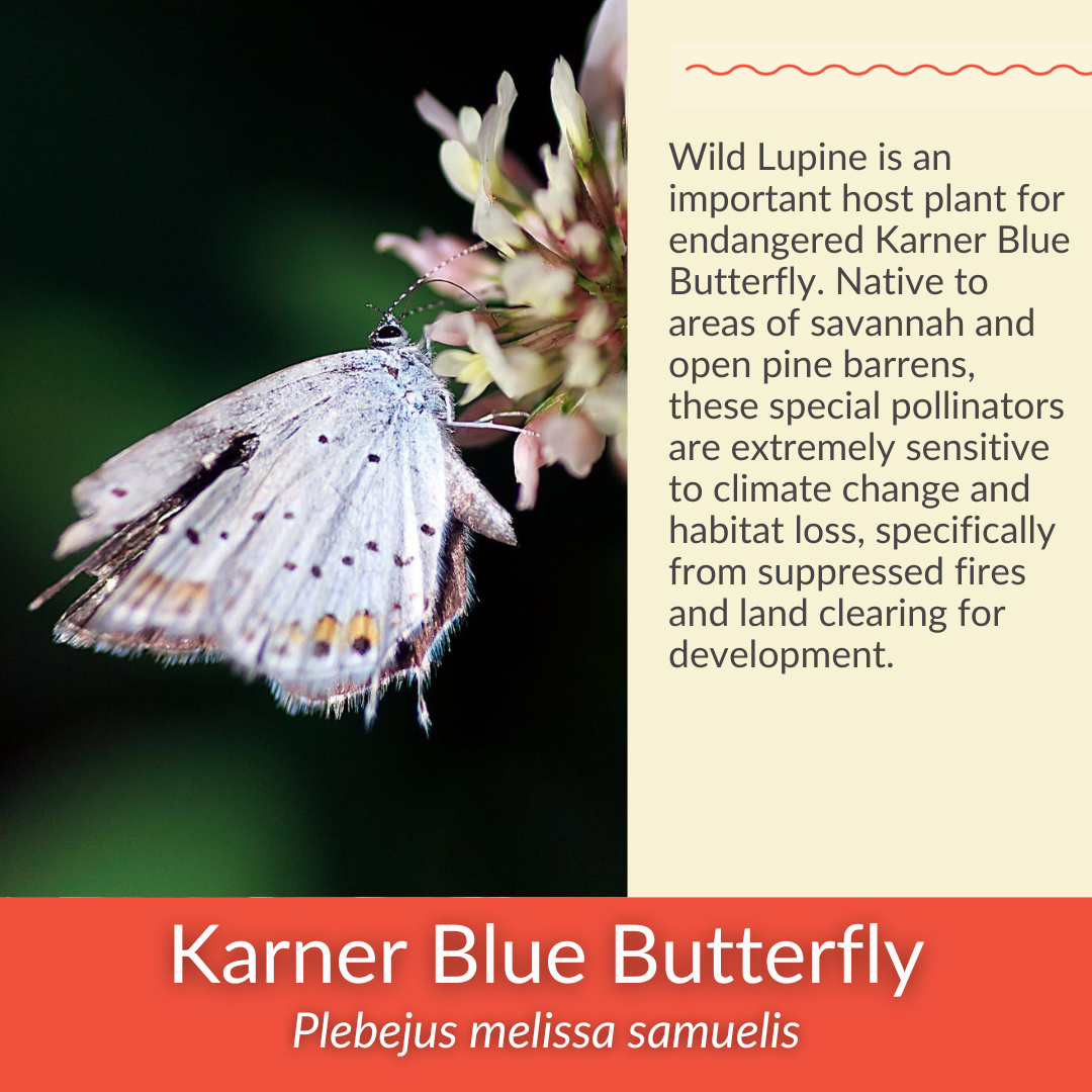 Wild Lupine - PollinateHV Local Ecotype