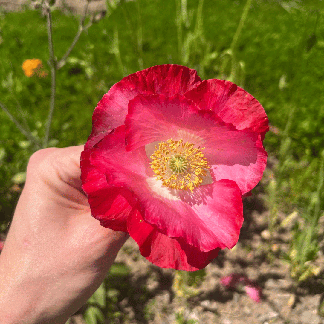 Bee Friendly Meadow Mix Seed Shaker