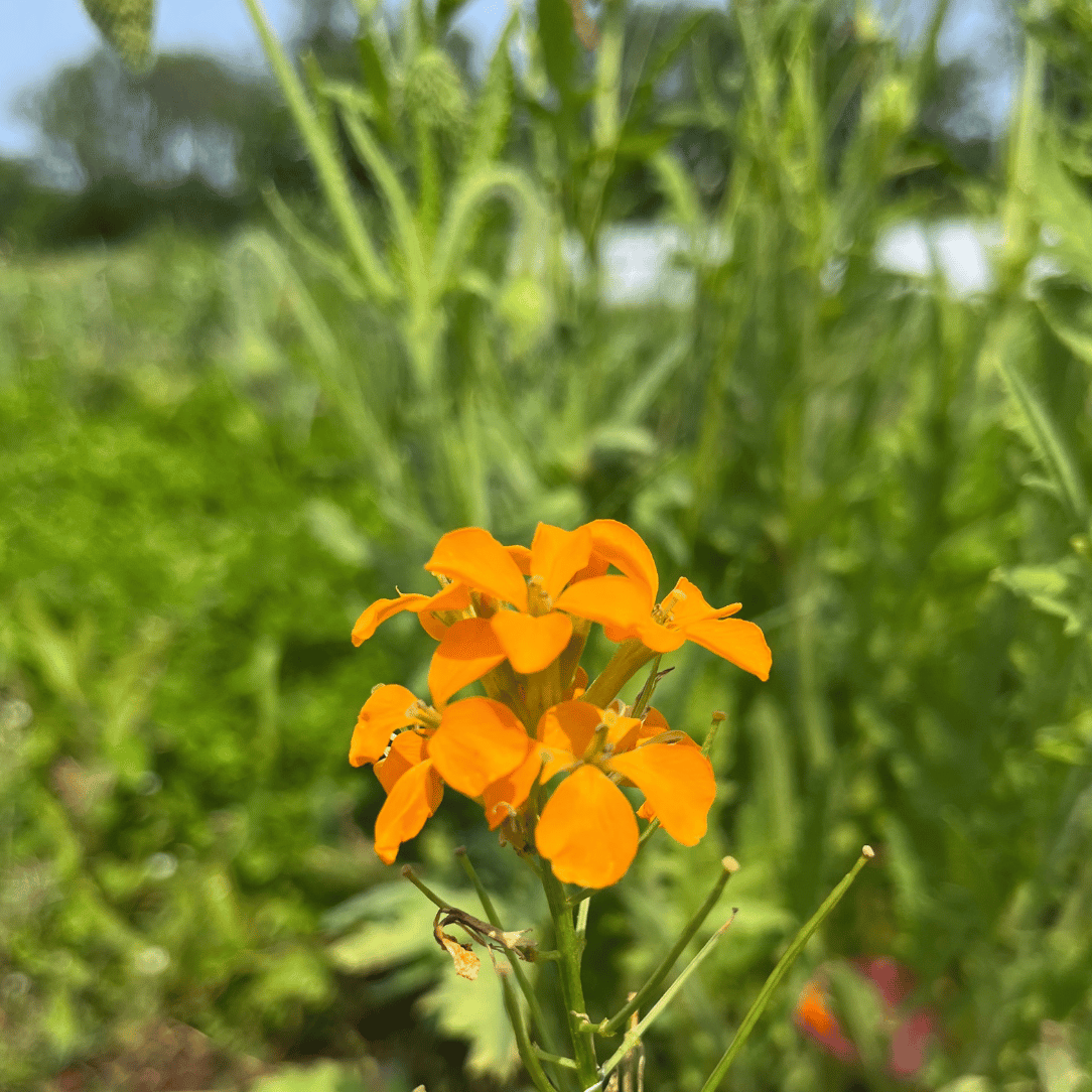 Bee Friendly Meadow Mix Seed Shaker