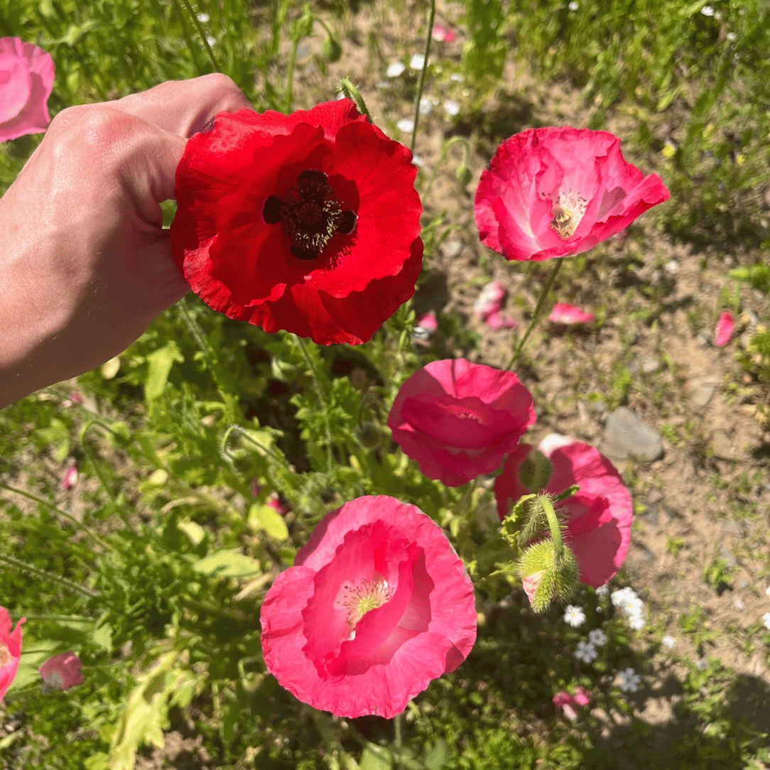 Bee Friendly Meadow Mix Seed Shaker