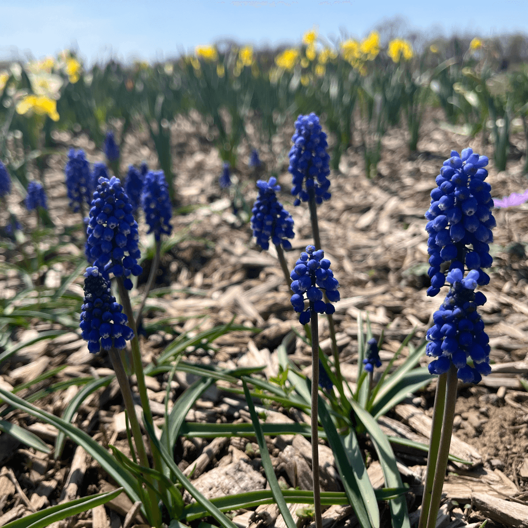 Muscari aucheri &