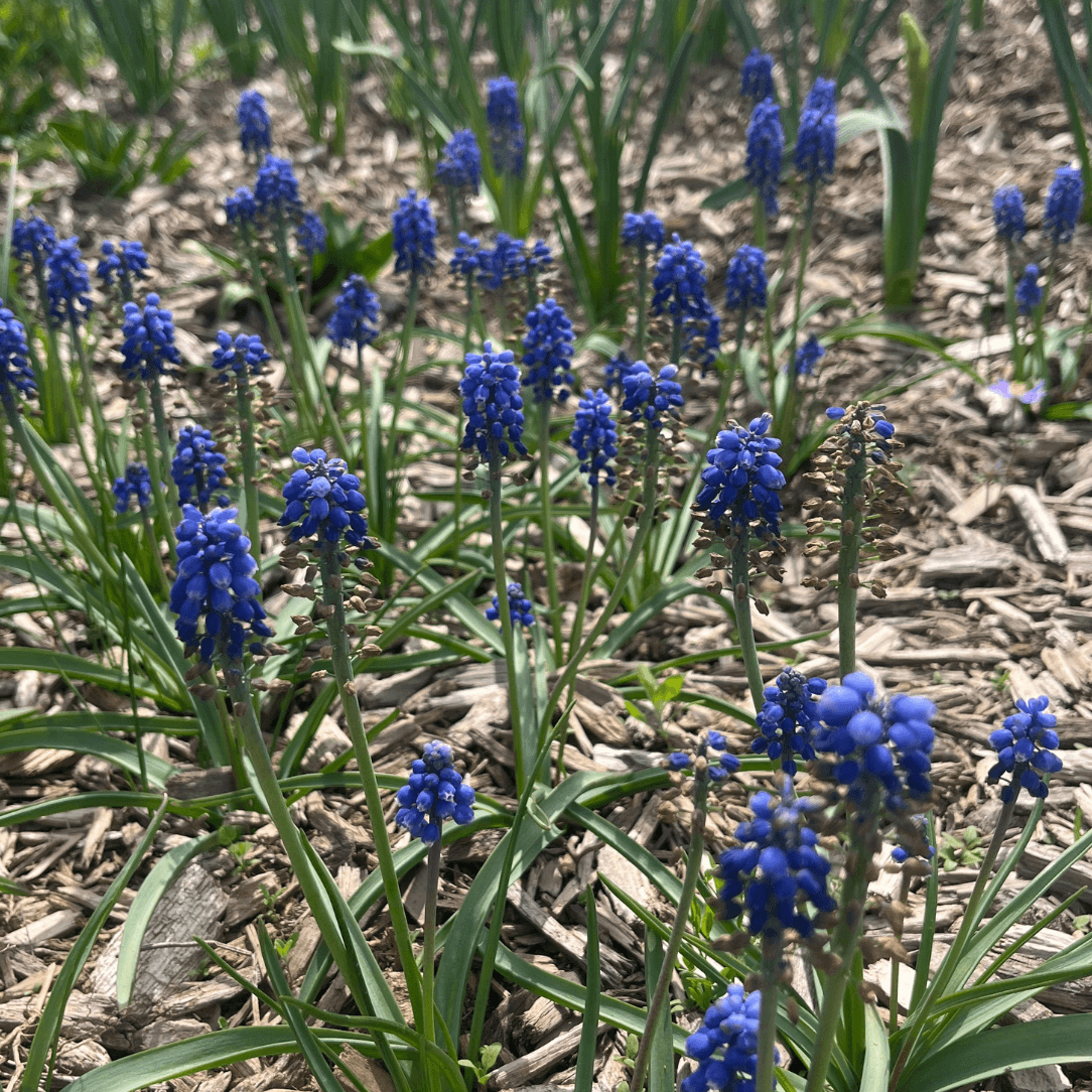 Muscari aucheri &
