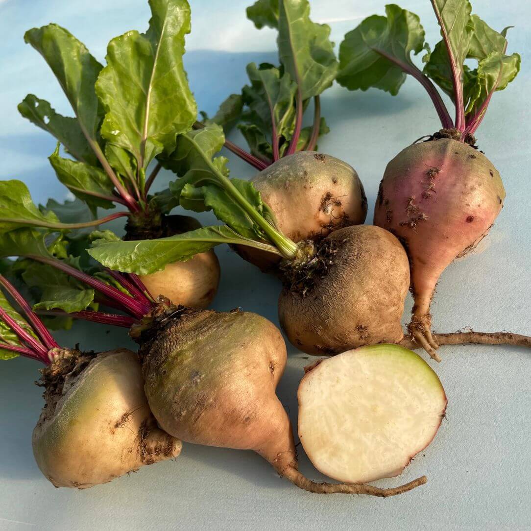 Blushing Not Bashful Beet