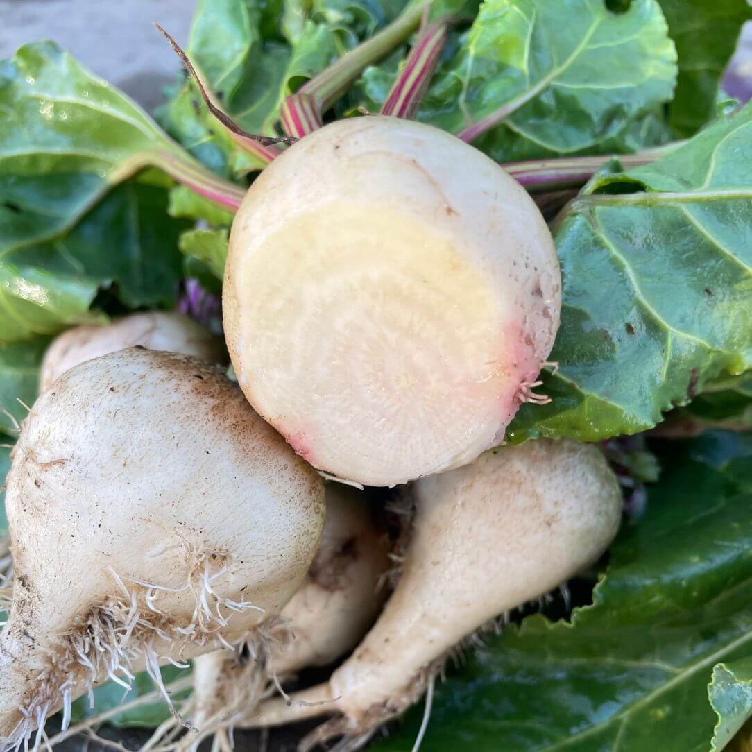 Blushing Not Bashful Beet