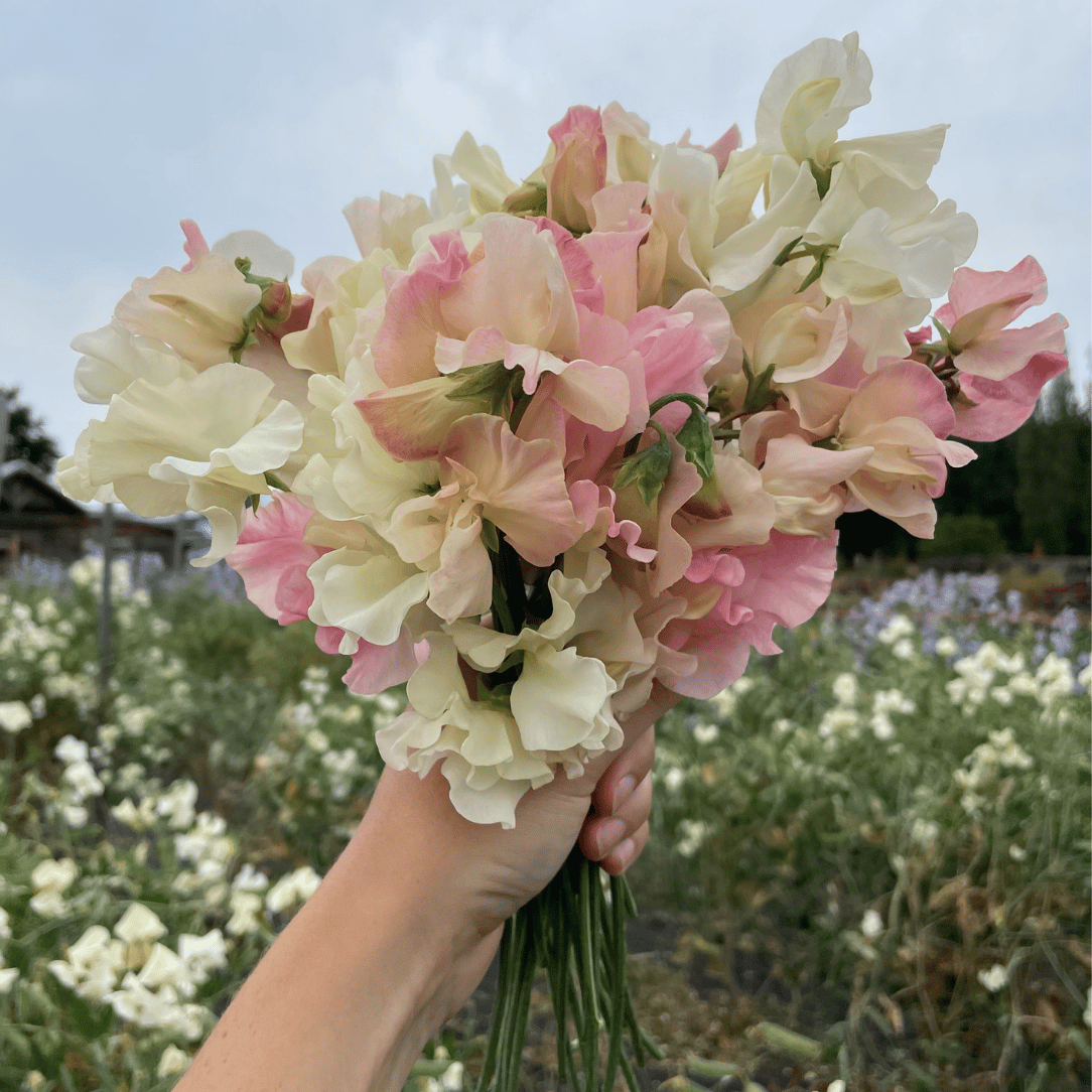 Blush & Bashful Mix Sweet Pea