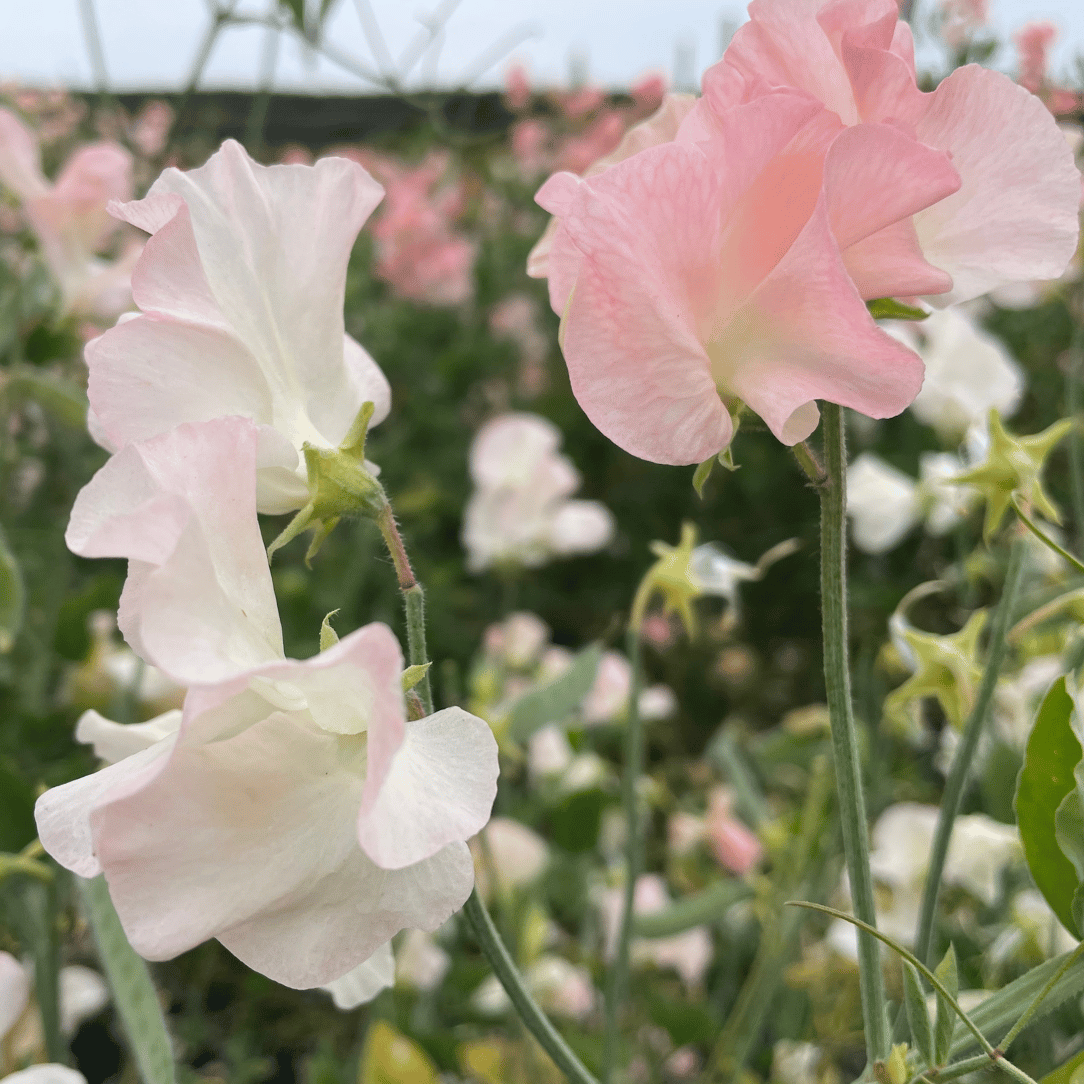 Blush & Bashful Mix Sweet Pea
