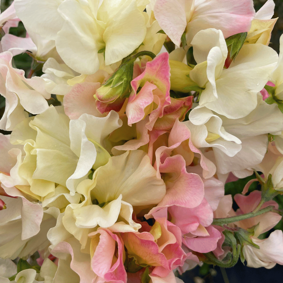 Blush & Bashful Mix Sweet Pea