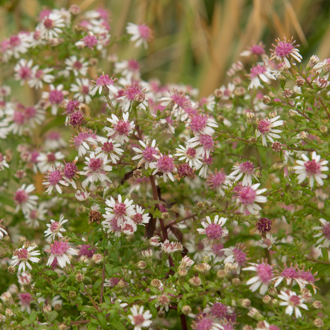 Calico Aster - PollinateHV Local Ecotype