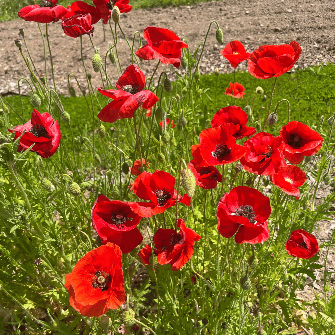 Colorscape Meadow Mix Seed Shaker