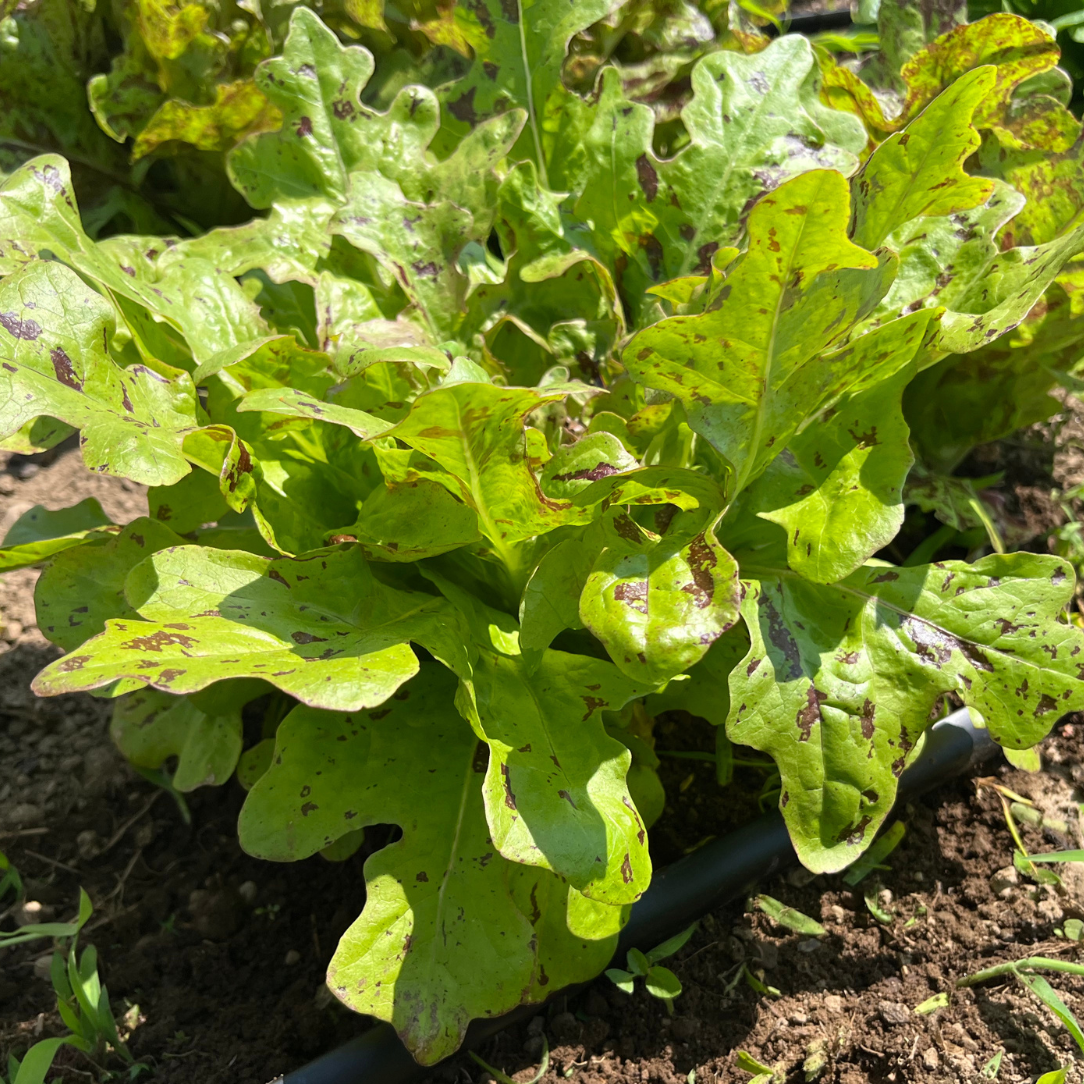Flashy Butter Oak Lettuce