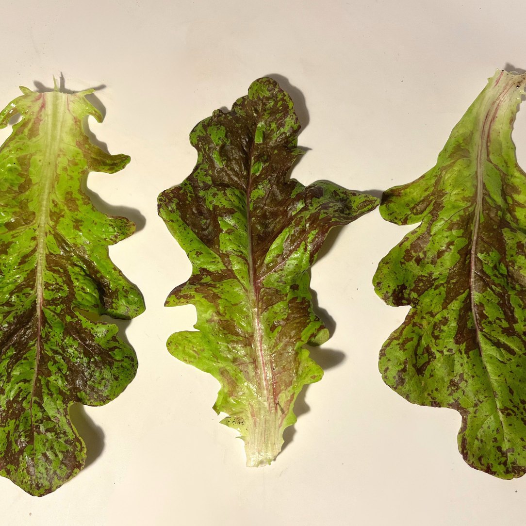Flashy Butter Oak Lettuce