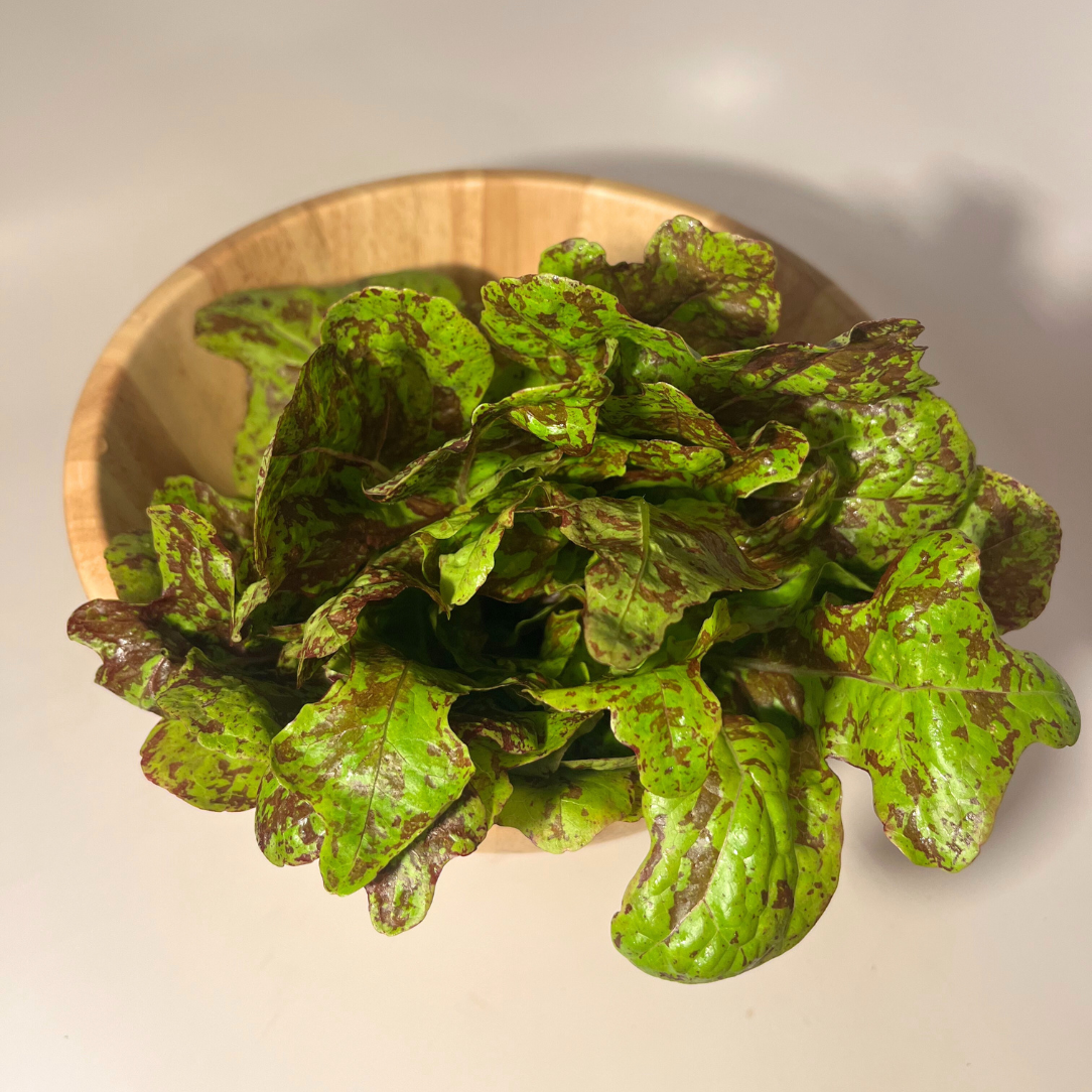 Flashy Butter Oak Lettuce