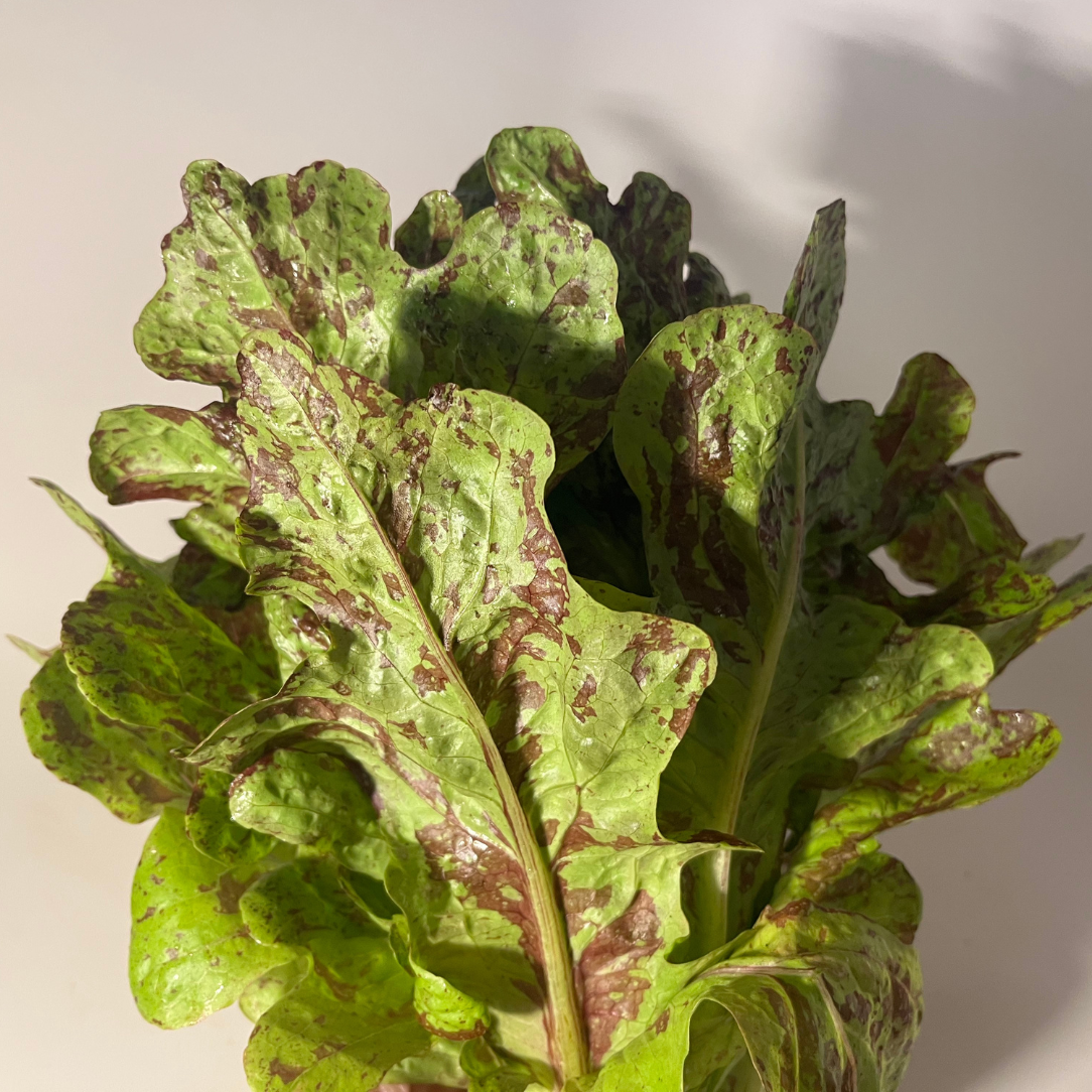 Flashy Butter Oak Lettuce