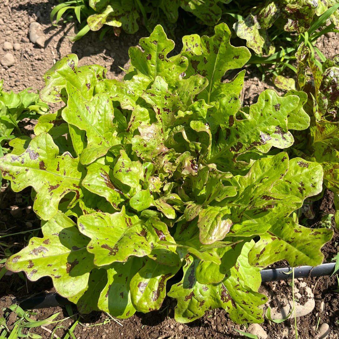 Flashy Butter Oak Lettuce