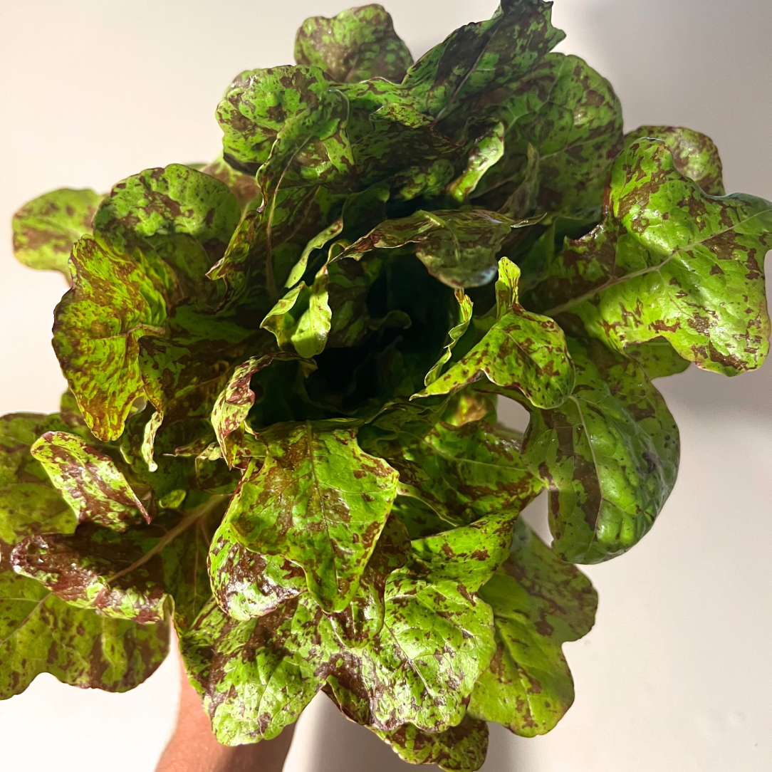 Flashy Butter Oak Lettuce