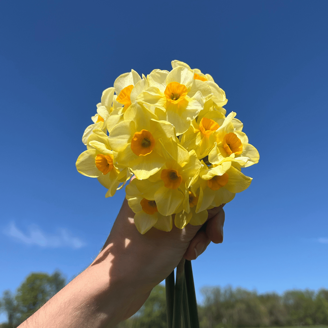 Narcissus Long-Lasting &