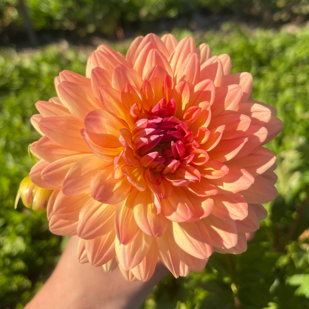 Gabrielle Marie Dahlia Tuber