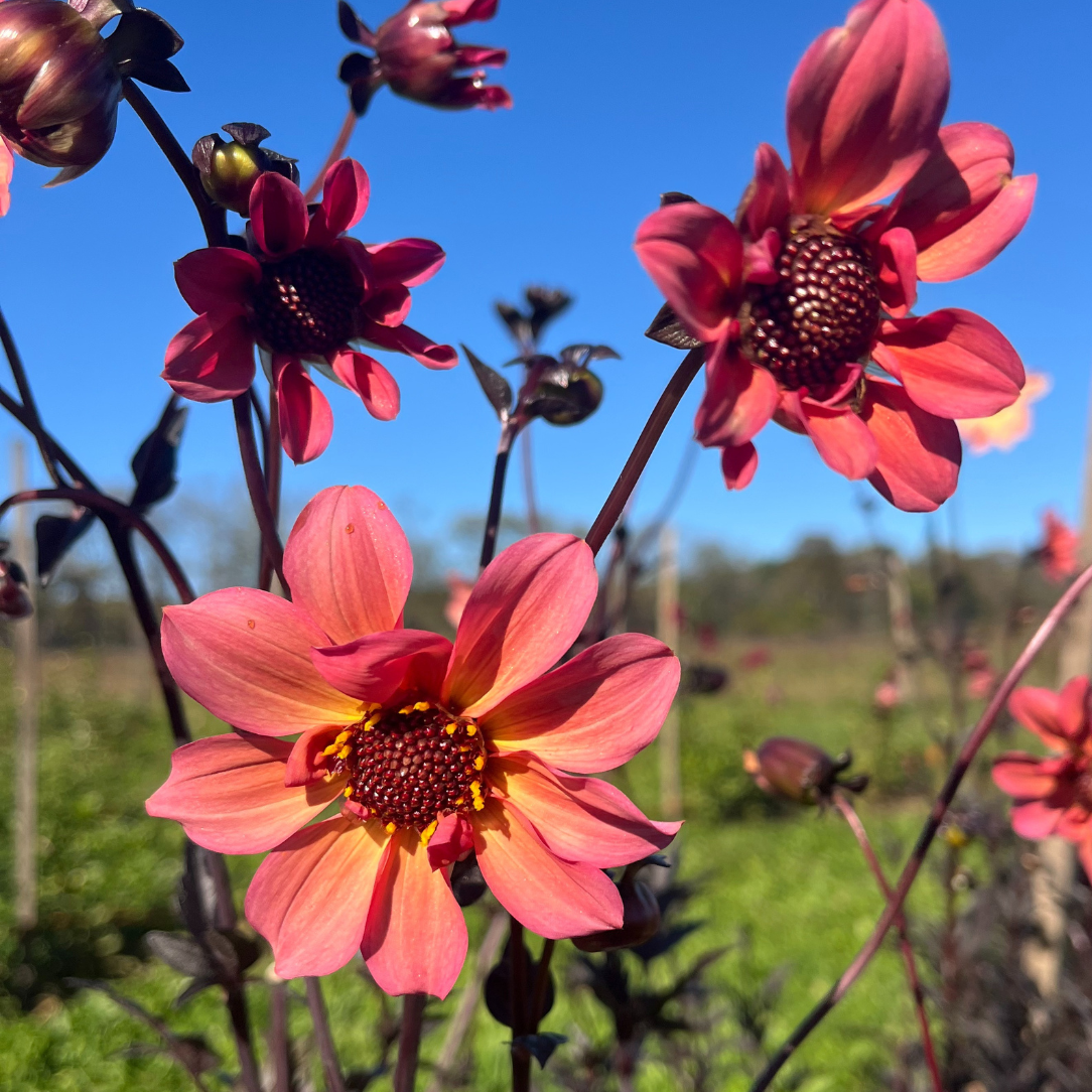 Glowing Ember Dahlia Tuber