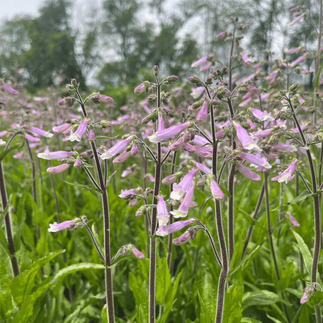 Hairy Beardtongue - PollinateHV Local Ecotype
