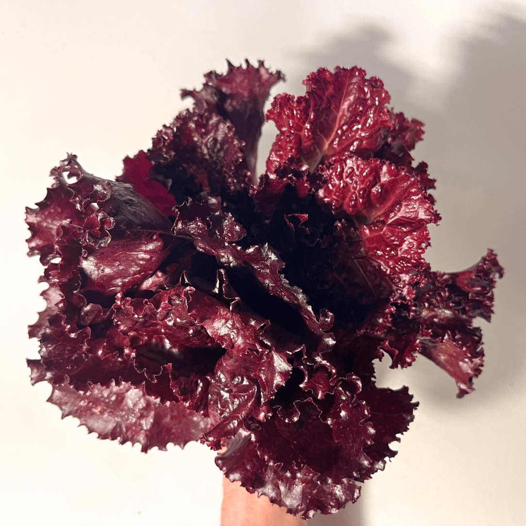 Merlot Lettuce