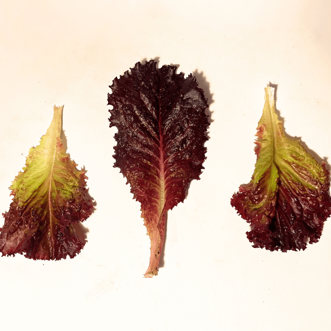 Merlot Lettuce