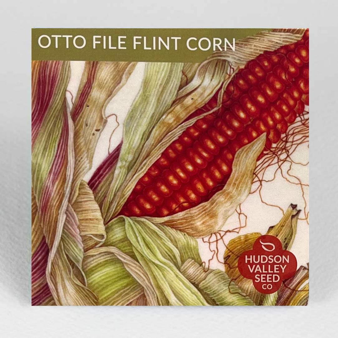Otto File Flint Corn