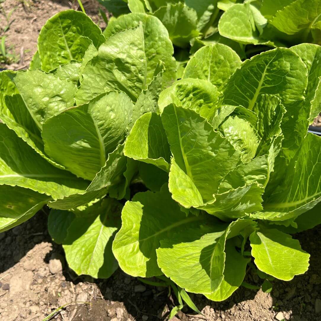 Parris Island Cos Lettuce Seedlings