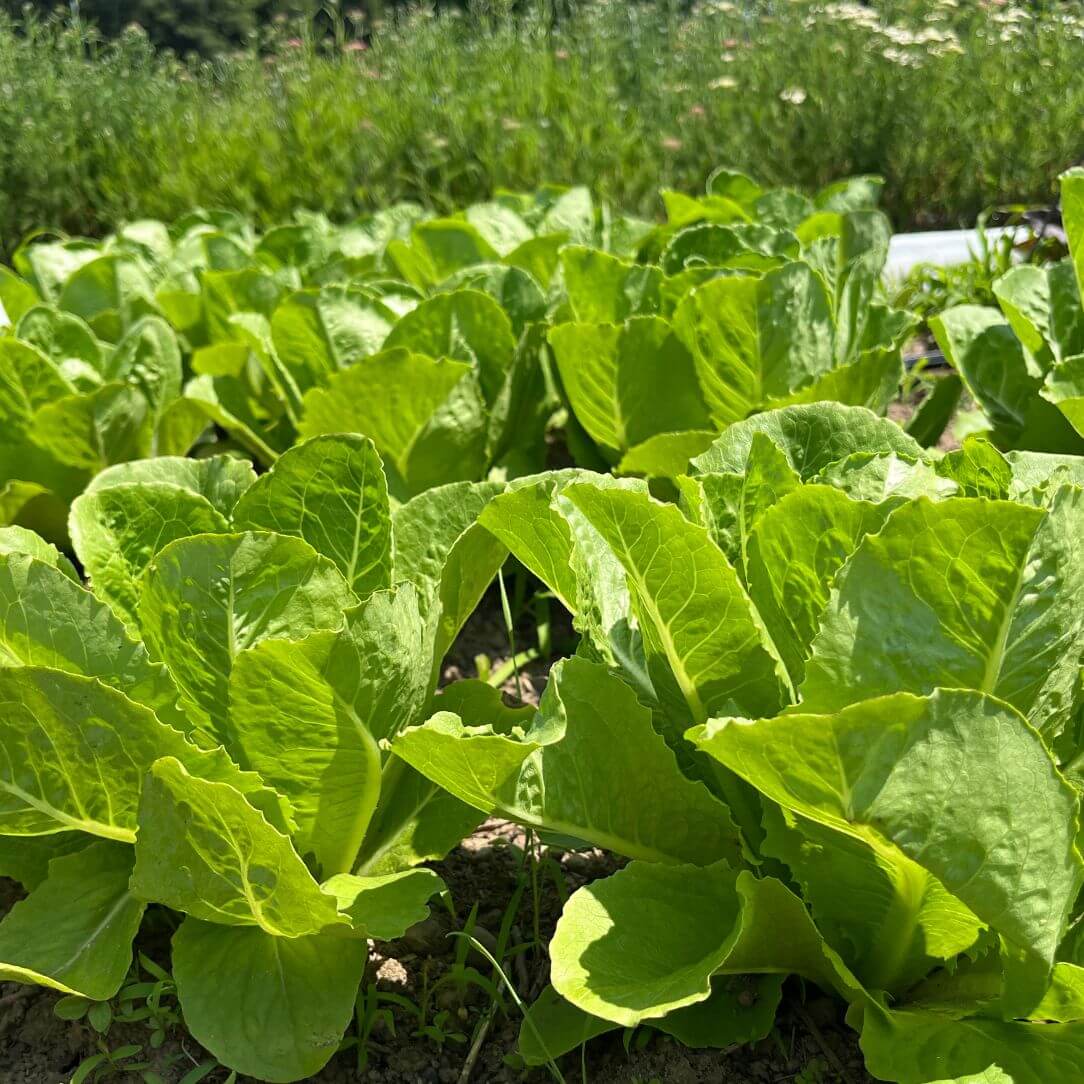 Parris Island Cos Lettuce Seedlings