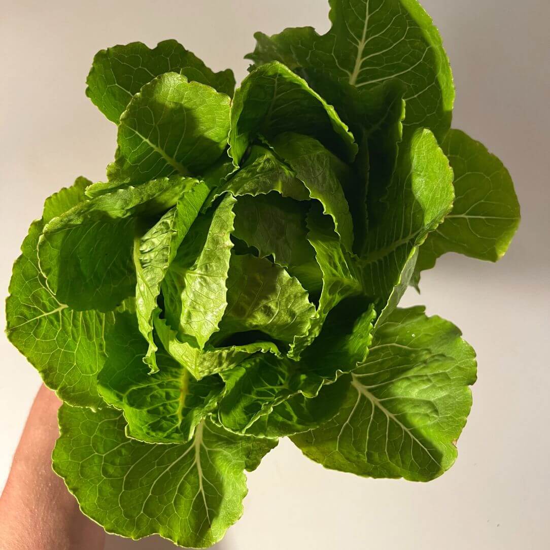 Parris Island Cos Lettuce Seedlings