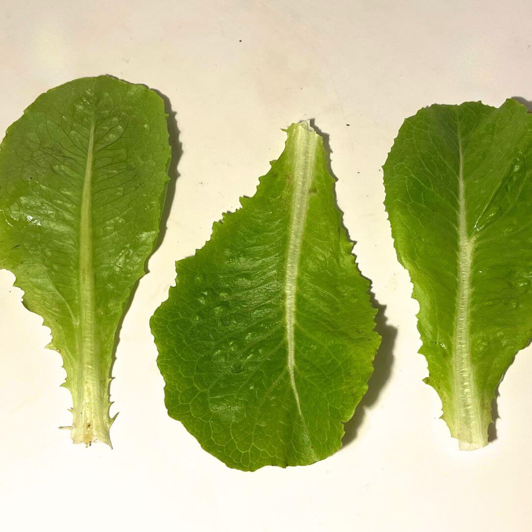 Parris Island Cos Lettuce Seedlings