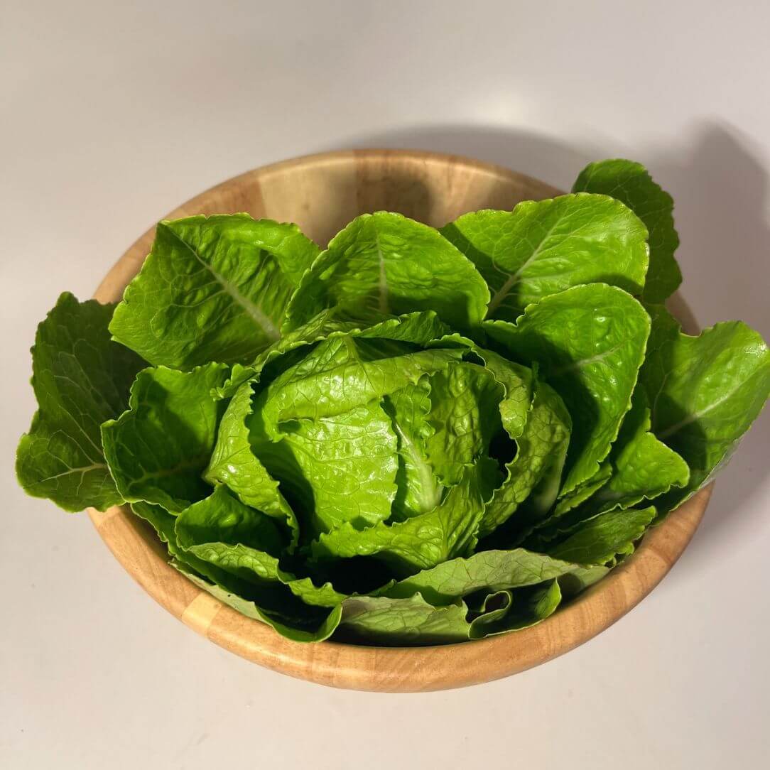 Parris Island Cos Lettuce Seedlings