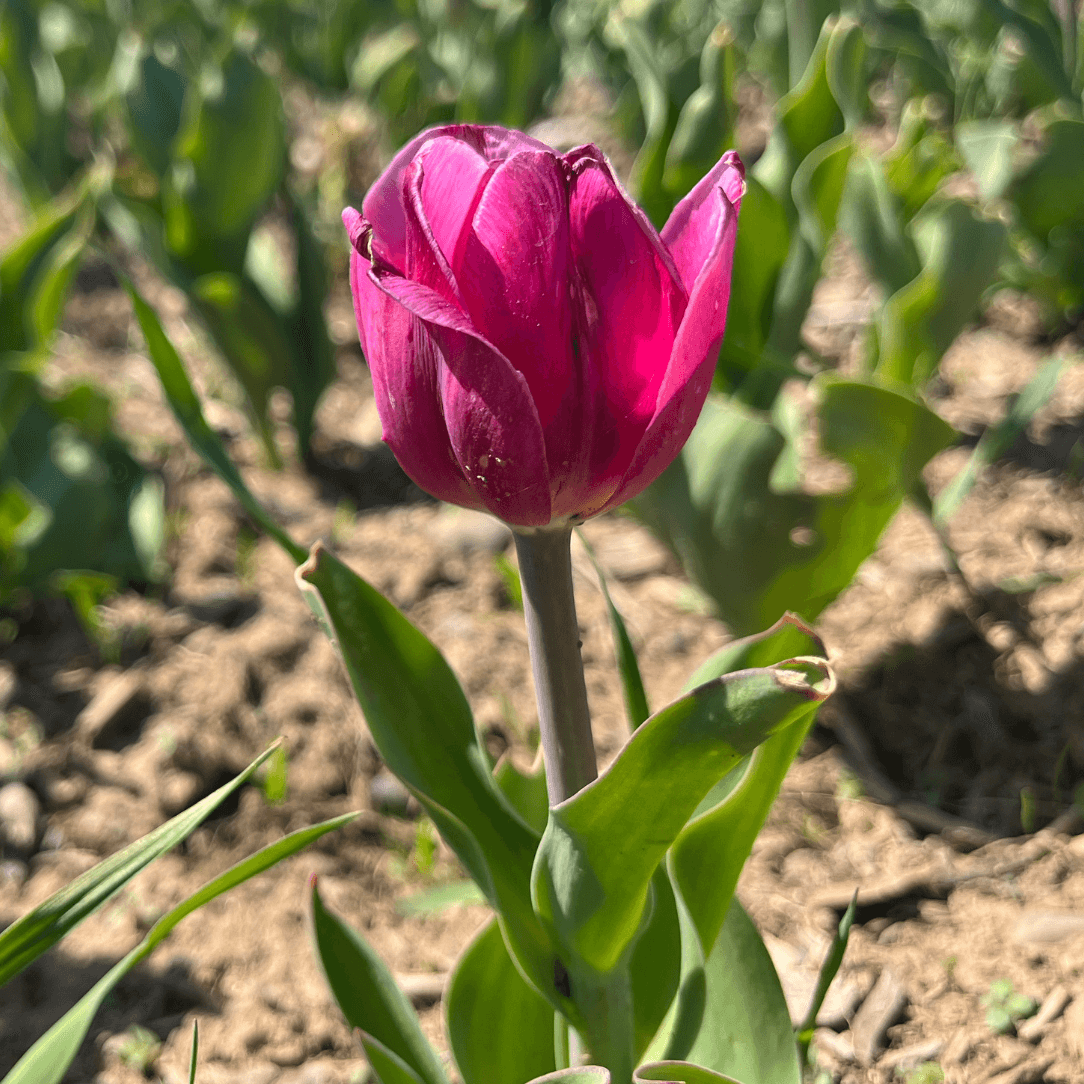 Tulip &
